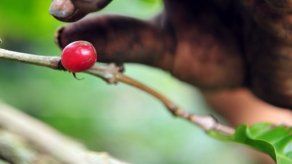 Plaga de roya en café causa graves pérdidas y será peor en 2014