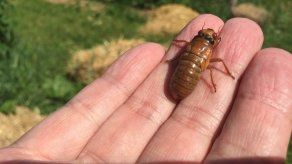 NY: Aparición de cigarras congrega gente del mundo