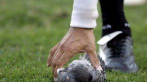 Argentina: Infortunada paloma muere de un pelotazo