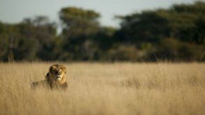 Muerte de Cecil provoca llamado a donaciones revolucionarias para protección de felinos