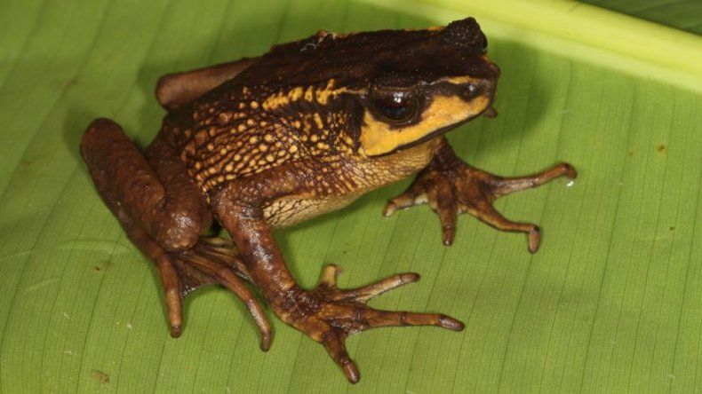 Redescubren en Ecuador un distintivo sapo que creían extinto hace 30 años