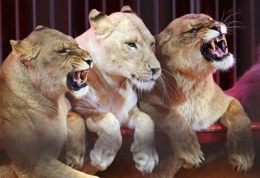 Profesora atacada por león en Perú se recupera en el hospital