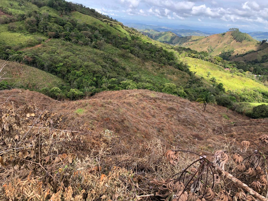 MiAmbiente en la Reserva Forestal El Montoso