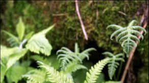 Los científicos catalogaron el año pasado 1.700 nuevas especies de plantas