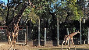 Sacrifican un bebé jirafa en perfecto estado de salud en un zoo de Copenhague
