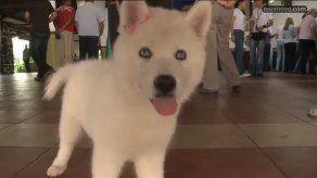 Con éxito culminó el primer Animalotón en el Parque Omar