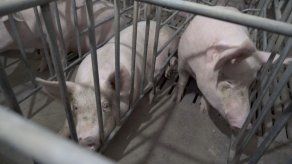 China sacrifica 14.500 cerdos para contener una epidemia de peste porcina africana