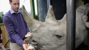 Dos rinocerontes negros en peligro de extinción dan a luz