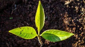 Destacan alianzas público-privadas como motores agrícolas para Centroamérica