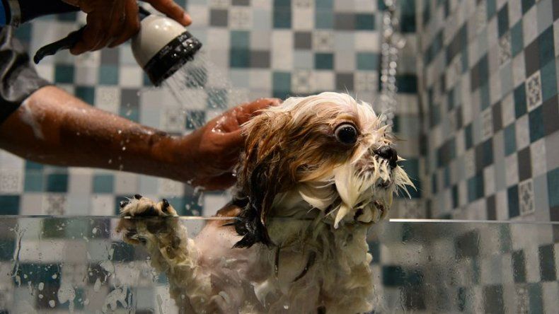 Los perros tienen su hotel de lujo en India