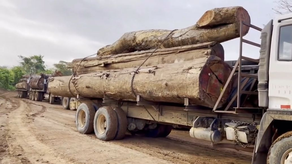 MiAMBIENTE intensifica acciones contra la deforestación. MiAMBIENTE intensifica acciones contra la deforestación.