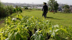 MiAmbiente y la Fundación Natura buscan recuperar más de 1,500 hectáreas de bosques en tierras degradas de sitos claves de las Reservas Forestales Alto Guarumo, La Yeguada y en tierras municipales. MiAmbiente y la Fundación Natura buscan recuperar más de 1,500 hectáreas de bosques en tierras degradas de sitos claves de las Reservas Forestales Alto Guarumo, La Yeguada y en tierras municipales.