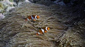 El nuevo gobierno ha bloqueado la apertura de una planta de carbón cerca del Gran Arrecife de Coral, pero recientemente otorgó nuevos permisos a otras plantas de carbón.