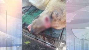 El maltrato animal en Panamá va en aumento y los defensores exigen castigos más ejemplares