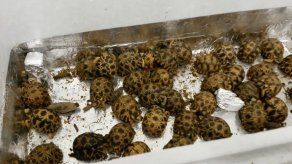 Decomisan en Francia 170 tortugas de Madagascar