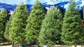 Venta de arbolitos de Navidad se activa en Panamá