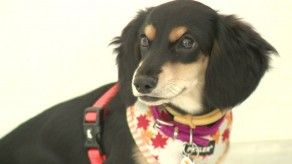 Hay guarderías para mascotas durante carnavales