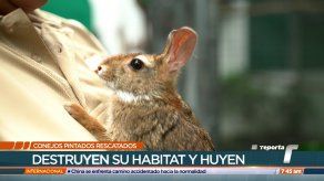 TR Verde: Refugio de Jason