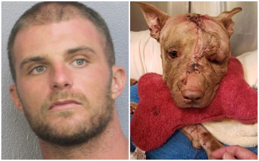 El perro murió dos días después de haber sido encontrado gravemente herido dentro de una maleta abandonada en una calle.