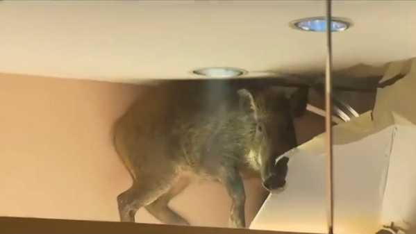 Un jabalí se paseó durante horas en un centro comercial en Hong Kong