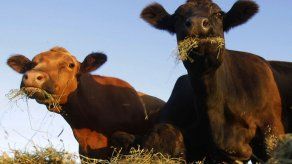 EEUU: Delinean supervisión de carne de laboratorio