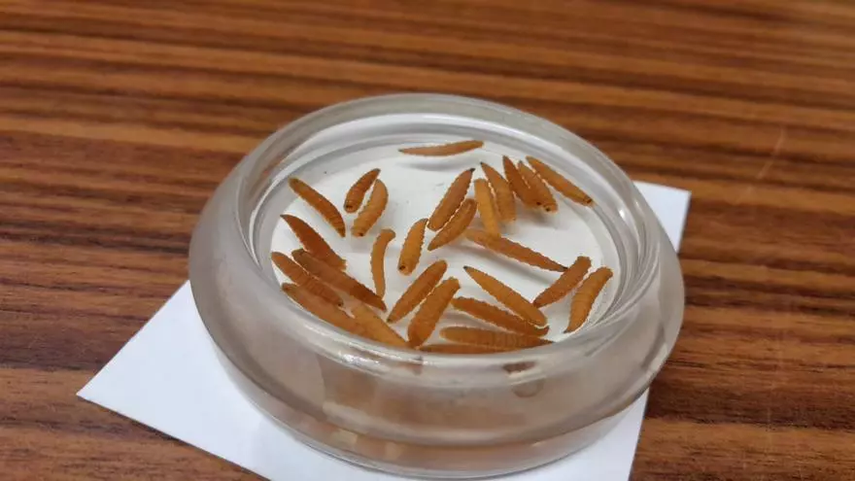 MIDA detecta reses afectadas por el gusano barrenador en el puesto de control de Guabalá MIDA detecta reses afectadas por el gusano barrenador en el puesto de control de Guabalá