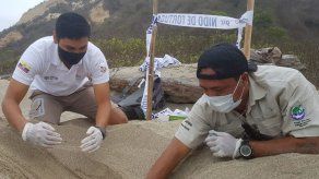 Hallan en Ecuador nido de la enorme tortuga laúd
