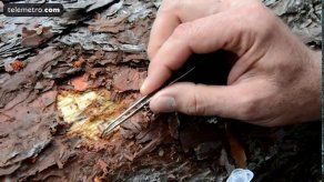 Militares hondureños en guerra contra un insecto que destruye los pinares