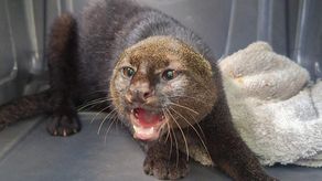 MiAmbiente libera jaguarundí rehabilitado. MiAmbiente libera jaguarundí rehabilitado.