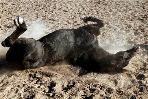 Estrella de War Horse en la elite equina de Hollywood