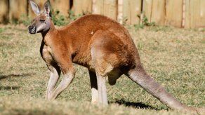 Acusan a australiano de planear ataque con un canguro bomba