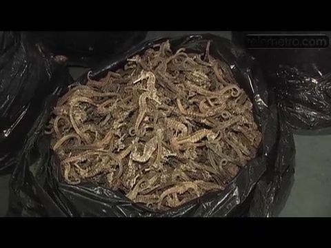 Incautan 20 mil caballitos de mar secos en Panamá