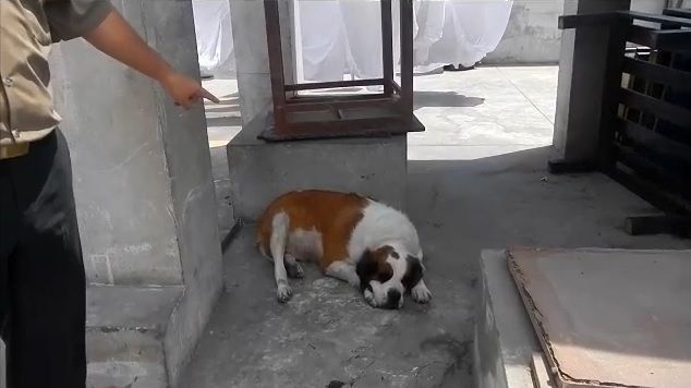 Hallan 2 perros con cocaína en sus vientres en Perú
