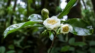 La Universidad de Panamá participa en el hallazgo de nuevos árboles. La Universidad de Panamá participa en el hallazgo de nuevos árboles.