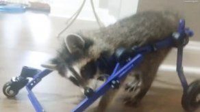 Cachorra de mapache camina con ayuda de una silla de ruedas