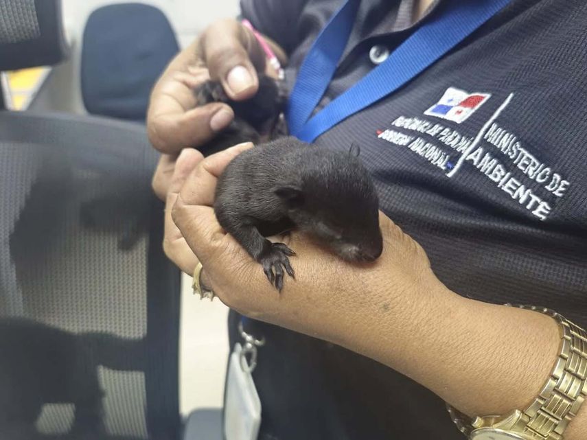MiAmbiente realiza rescates de fauna silvestre en Veraguas