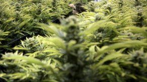Hallan en Colombia cargamento de marihuana en cilindro adherido a embarcación