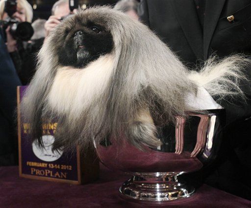 Perro pequinés gana título de Westminster