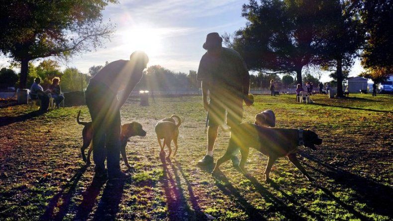 Perros se comunican con sus dueños