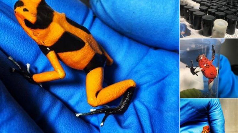Colombia: decomisan 216 ranas venenosas que iban a Alemania