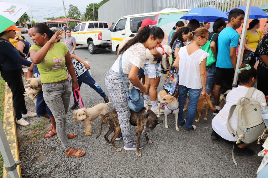 Jornada de esterilización de la Alcaldía de Panamá Jornada de esterilización de la Alcaldía de Panamá