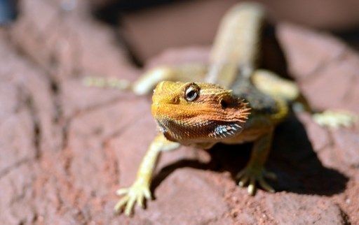 Lagarto sudamericano amenaza especies en Florida, advierten científicos