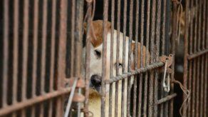 Incautan más de 50 perros de una casa en Michigan