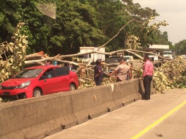 Árbol cae sobre dos vehículos en el Corredor Norte