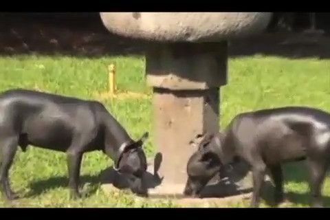 El xoloitzcuintle: símbolo canino de México