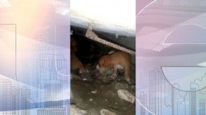 Cinco cachorritos fueron abandonados en una alcantarilla en Samaria
