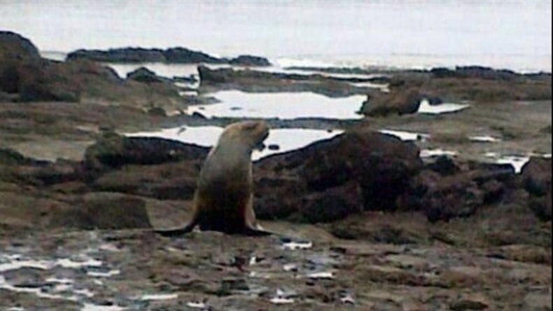 Panameños asombrados por león marino en la Bahía de Panamá