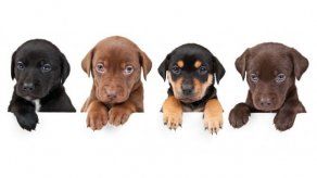 Un estudio afirma que los perros sienten celos