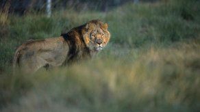 Capturan a los cinco felinos que se escaparon de un zoo en Alemania
