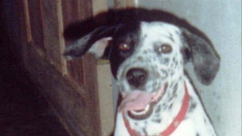 Galeria de mascotas de Tu Mañana